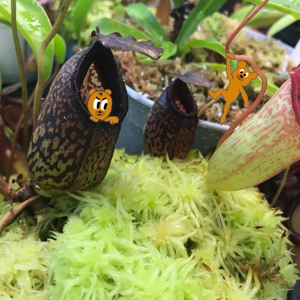 Spotted Pitcher Plant (Nepenthes sanguinea) with Brown Color Pitchers