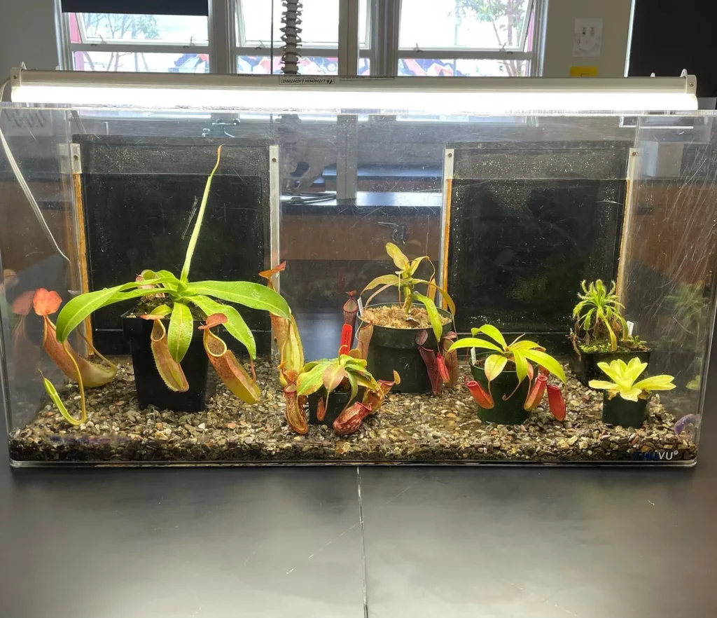 Spotted Pitcher Plant (Nepenthes sanguinea) In Plastic Pot Displayed Inside a Glass Box at Home