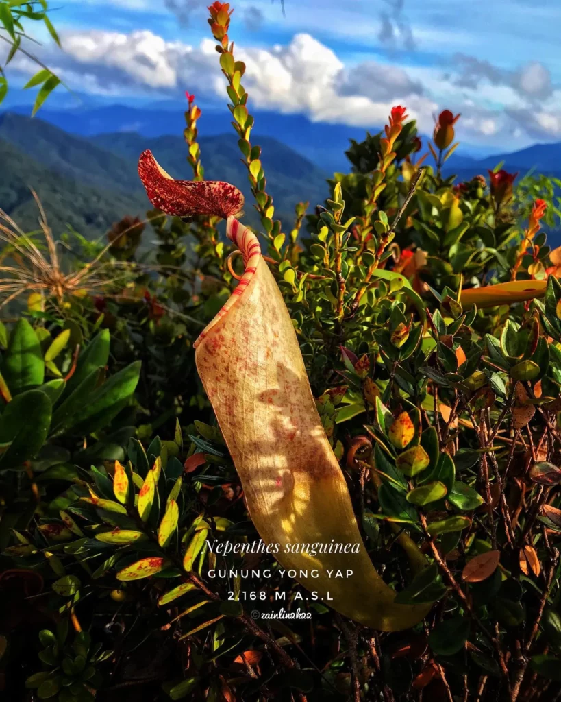 Naturally Growing Spotted Pitcher Plant (Nepenthes sanguinea) In Forest Area