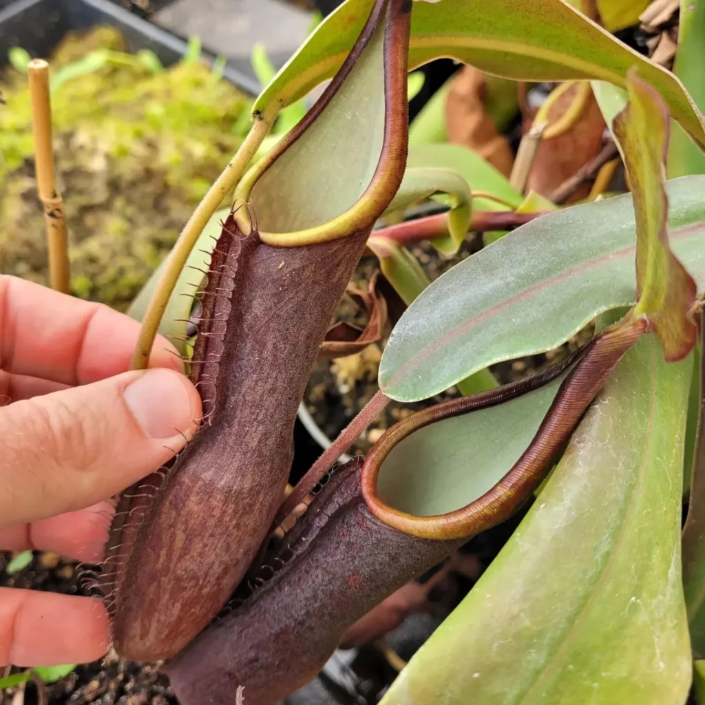 Spotted Pitcher Plant (Nepenthes sanguinea)