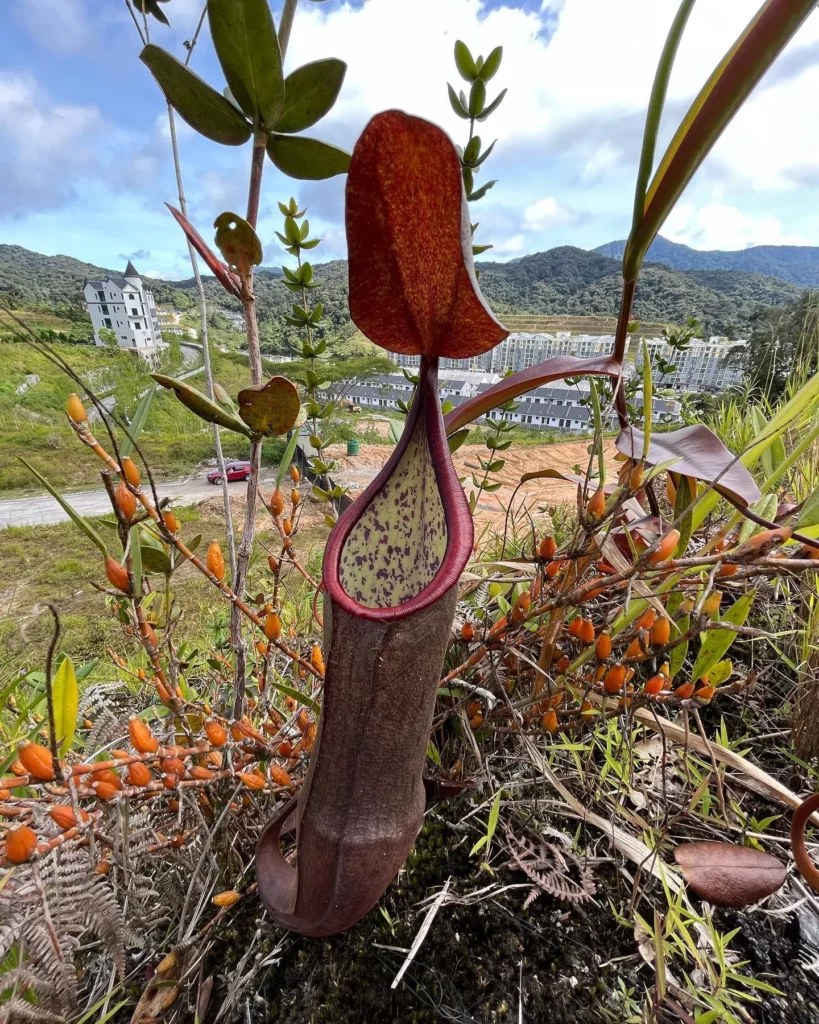 Spotted Pitcher Plant (Nepenthes sanguinea) with Brown Color Pot
