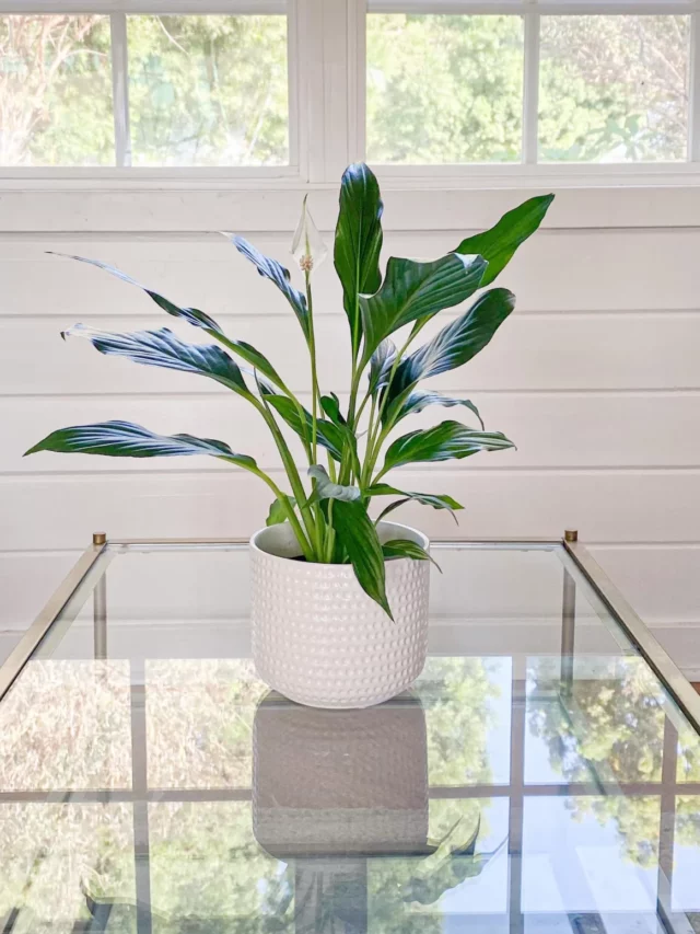 Beat Peace Lily Troubles: Fast Fixes!