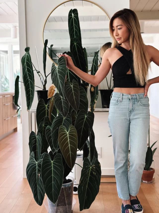 Plant Philodendron Cuttings: When?