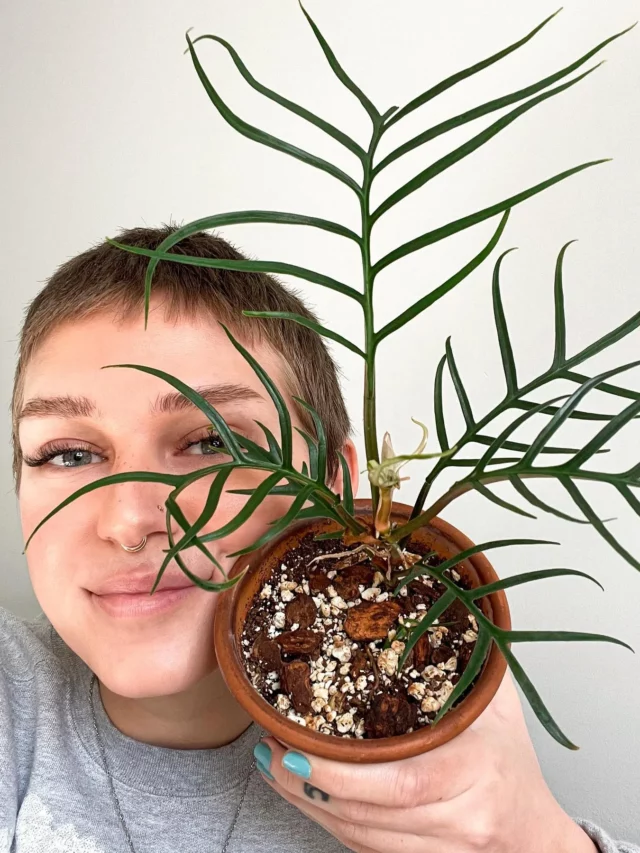 Philodendron Cuttings: Propagate Like a Pro!