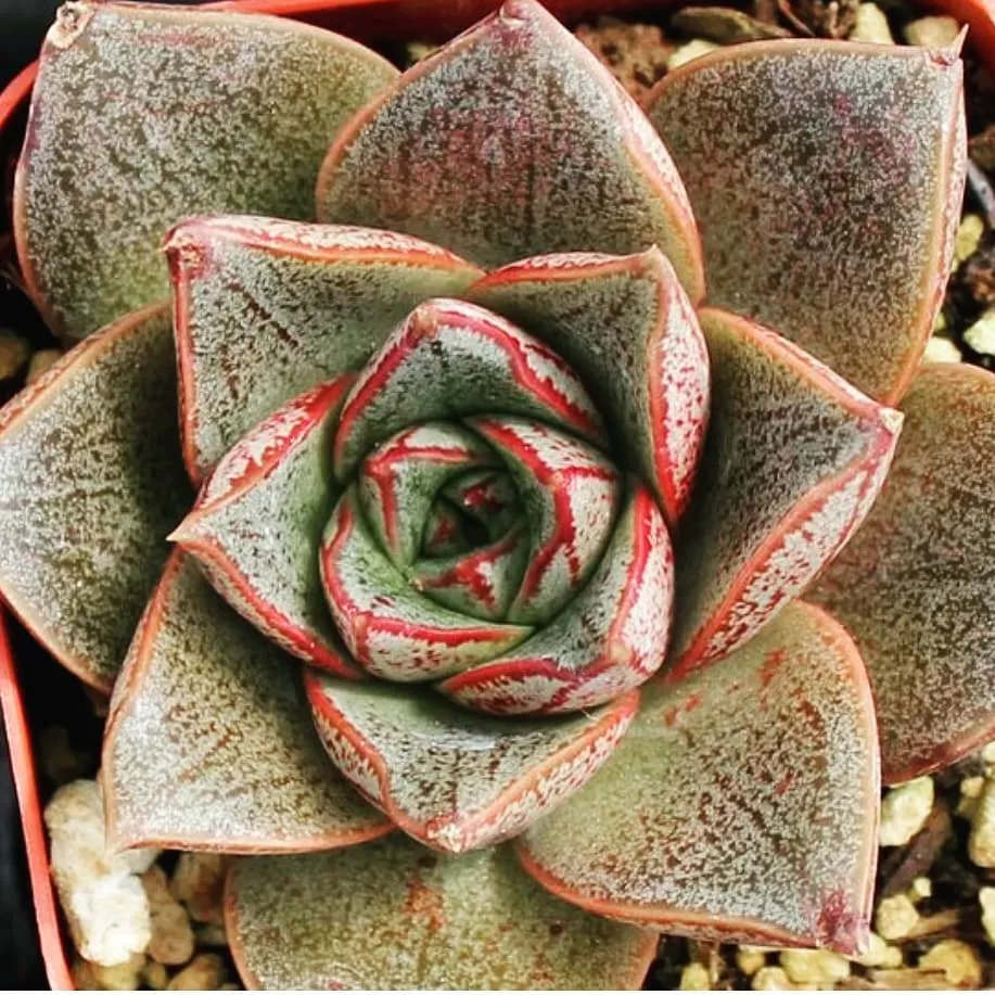 Top View of Burro's Tail Air Purifying Plant