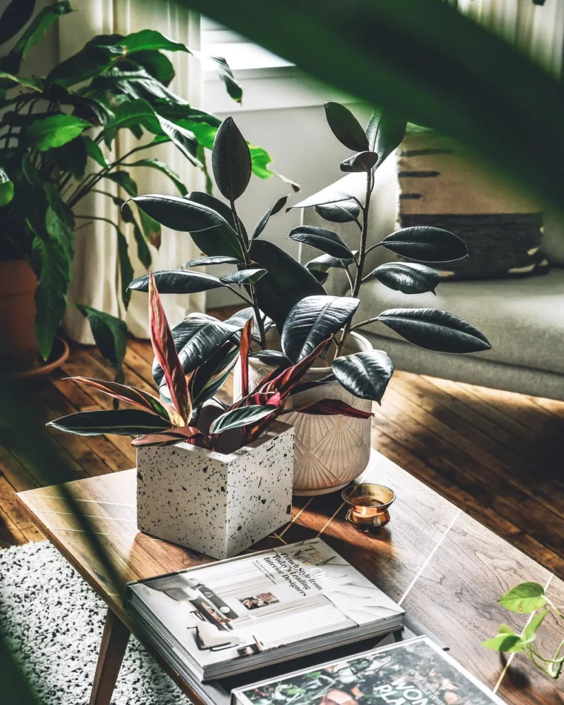 Rubber Tree In Square Shape Pot on Wooden Stand Observing Sunlight Through The Window at Home Living Area