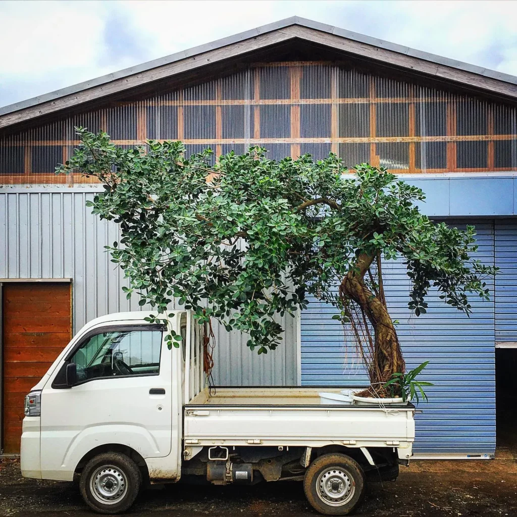 Rubber Tree On Truck for Delivery at Garden