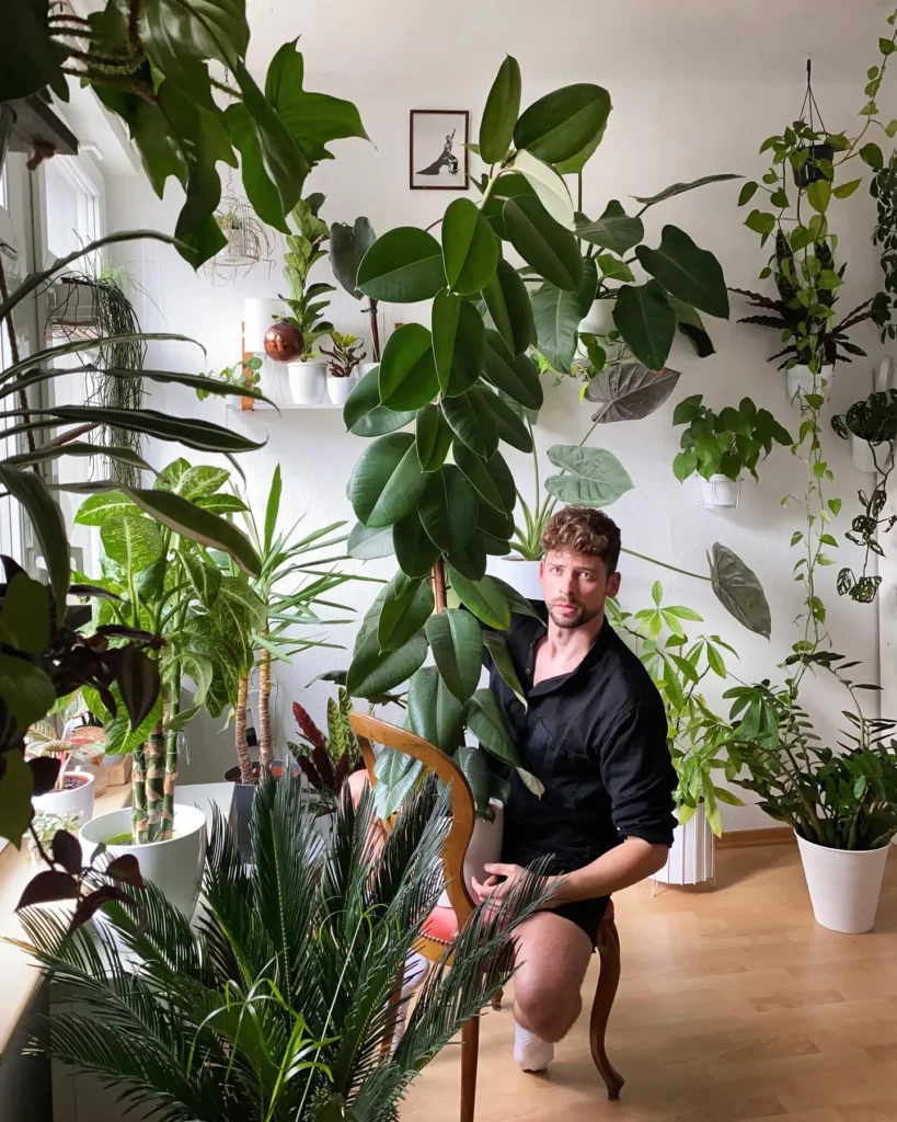 Plant Lover Posing with Rubber Tree on Wooden Chair Displayed with Other Indoor Plants on Wooden Floor at Home Garden Area