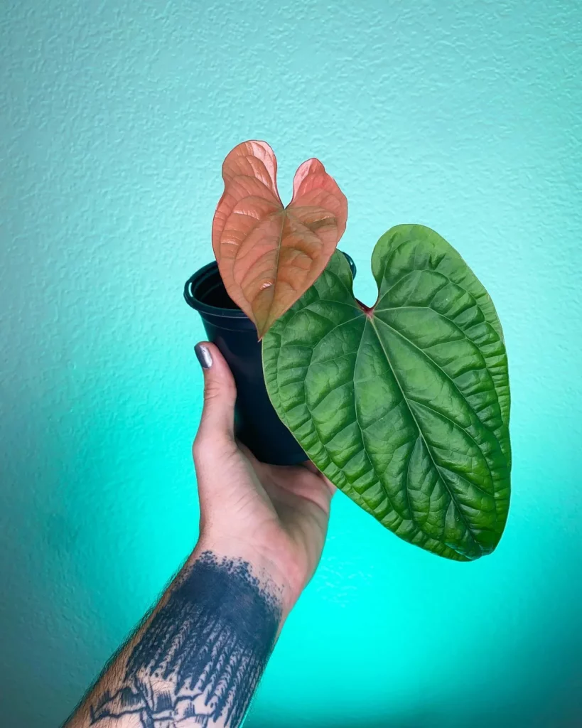 Anthurium Radicans Indoor Plant In Round Pot Held In Human Hand