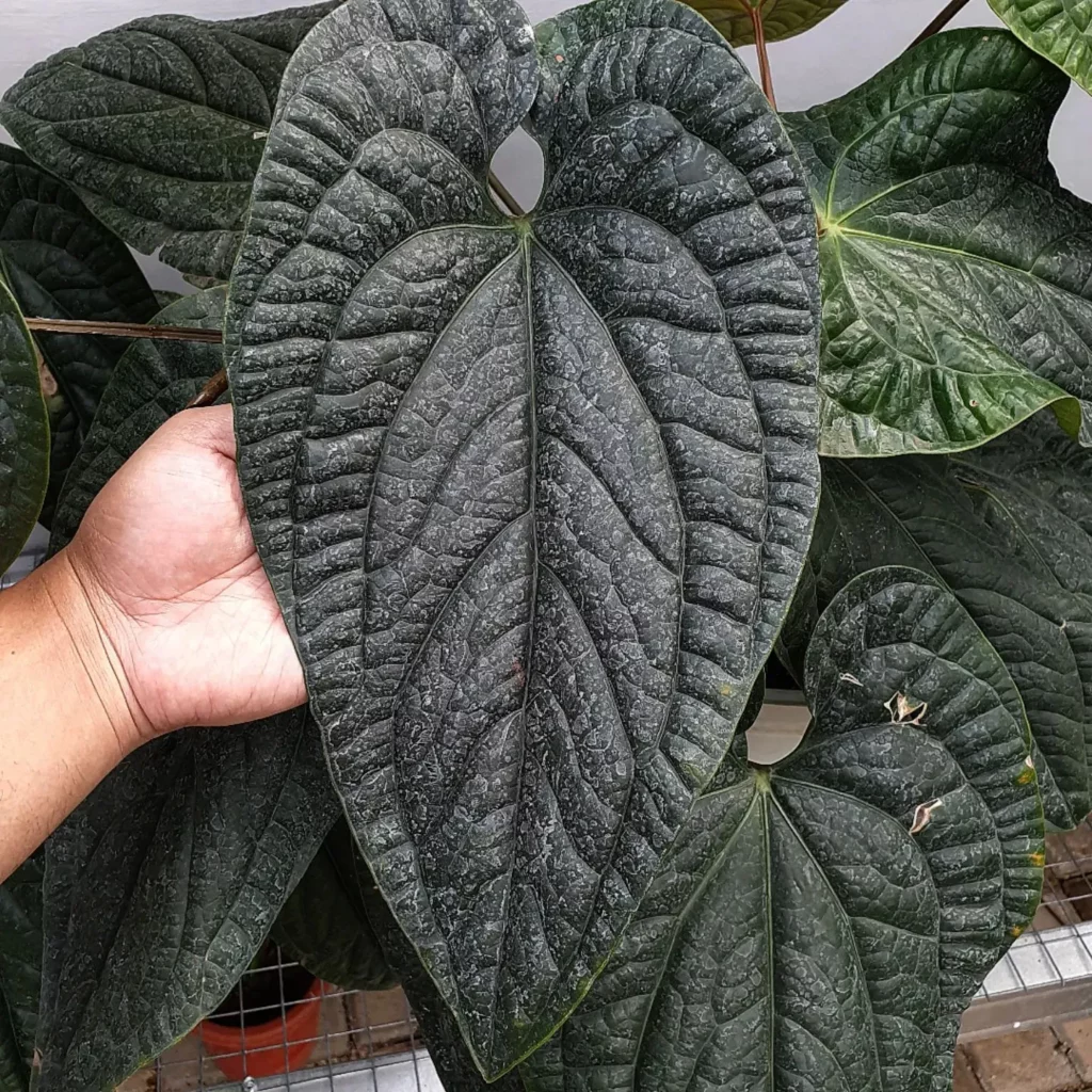 Anthurium Radicans Indoor Plant with Big Leaves Displayed on Metal Stand