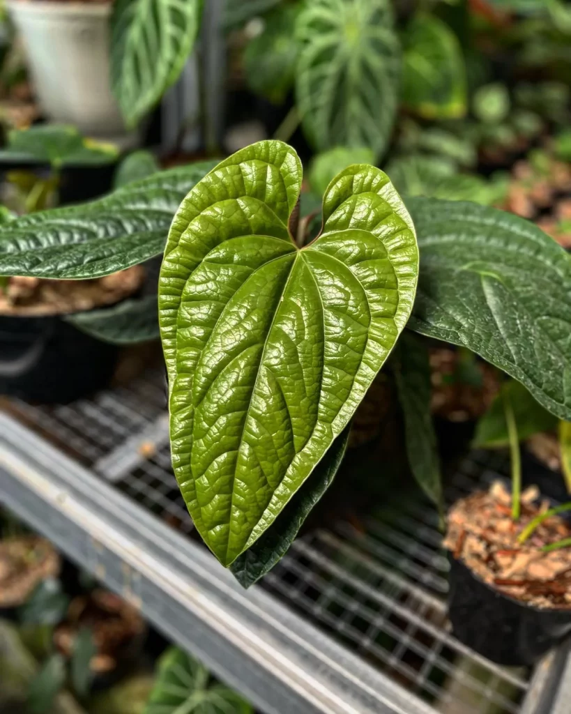 Close up Photo of Anthurium Radicans Indoor Plant with Beautiful Leaves Displayed on Metal Stand at Garden Area