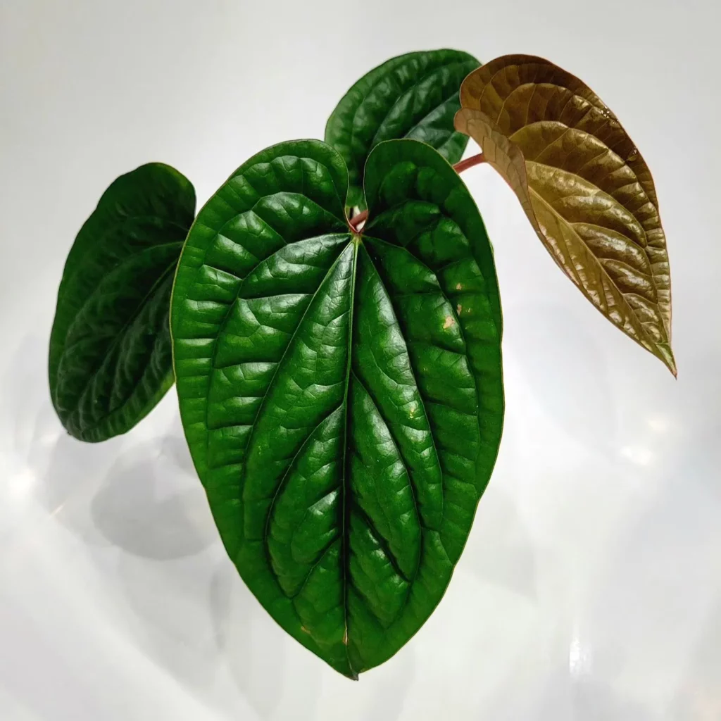 Close View of Anthurium Radicans Indoor Plant with Eye Catching Leaves
