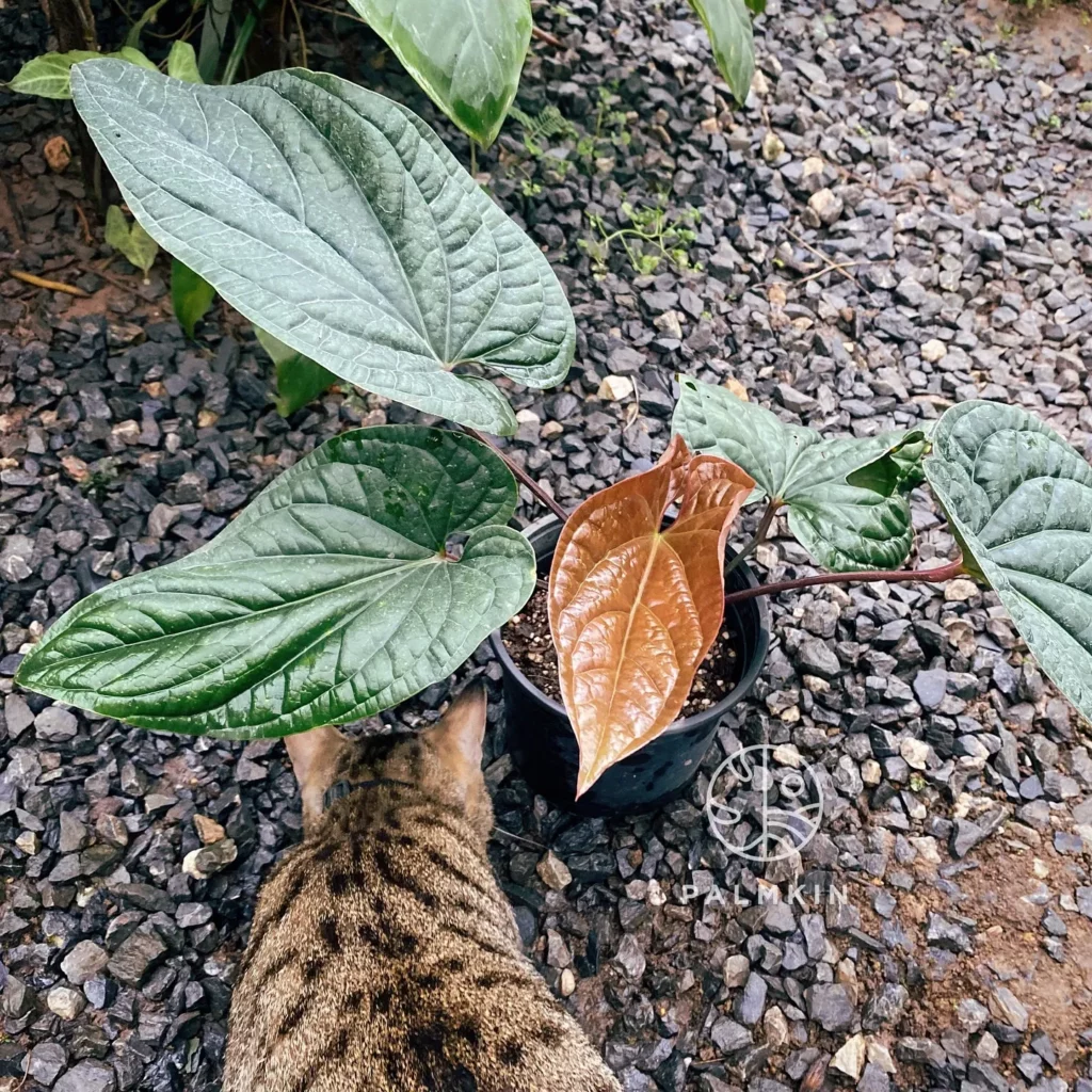 Anthurium Radicans Indoor Plant In Round Pot Displayed at Garden Ground and a Pet Cat Roaming Nearby
