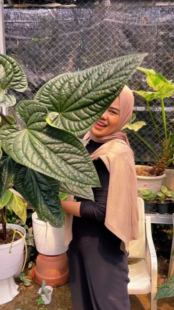 Happy Woman Taking Photo with Anthurium Radicans Indoor Plant In White Pot at Garden Area