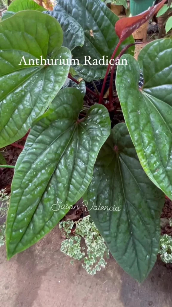 Top View of Anthurium Radicans Indoor Plant