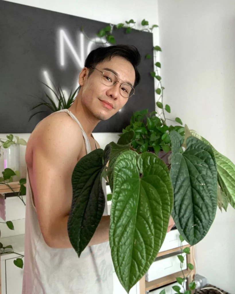A Man Taking Photo with Anthurium Radicans Indoor Plant at Home Living Area