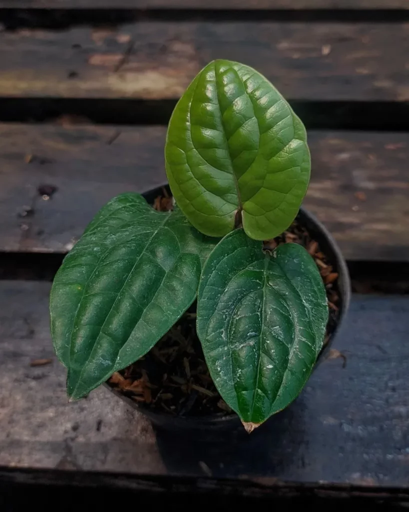 Top View of Anthurium Radicans Indoor Plant with Three Leaves with Water Drops on Leaves after Spraying at Garden Area Displayed on Wooden Rack