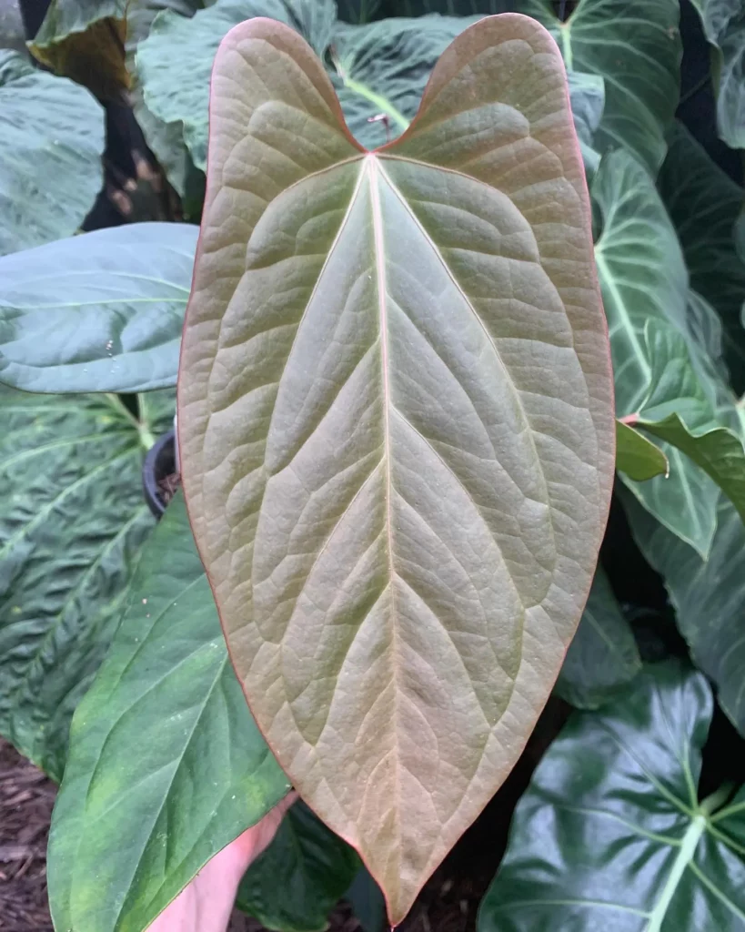Close View of Anthurium Radicans Indoor Plant Leaves