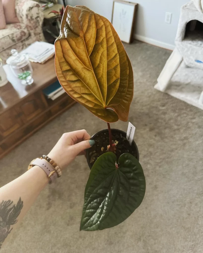 Top View of Anthurium Radicans Indoor Plant with Two Big Leaves In Round Pot Held In Human Hand at Home Living Area