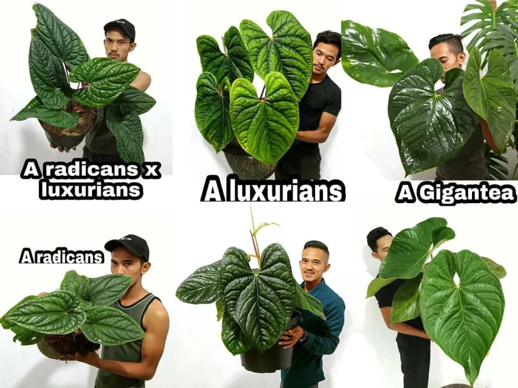 Collage Photo of Anthurium Radicans Indoor Plant and Other Plant Photos