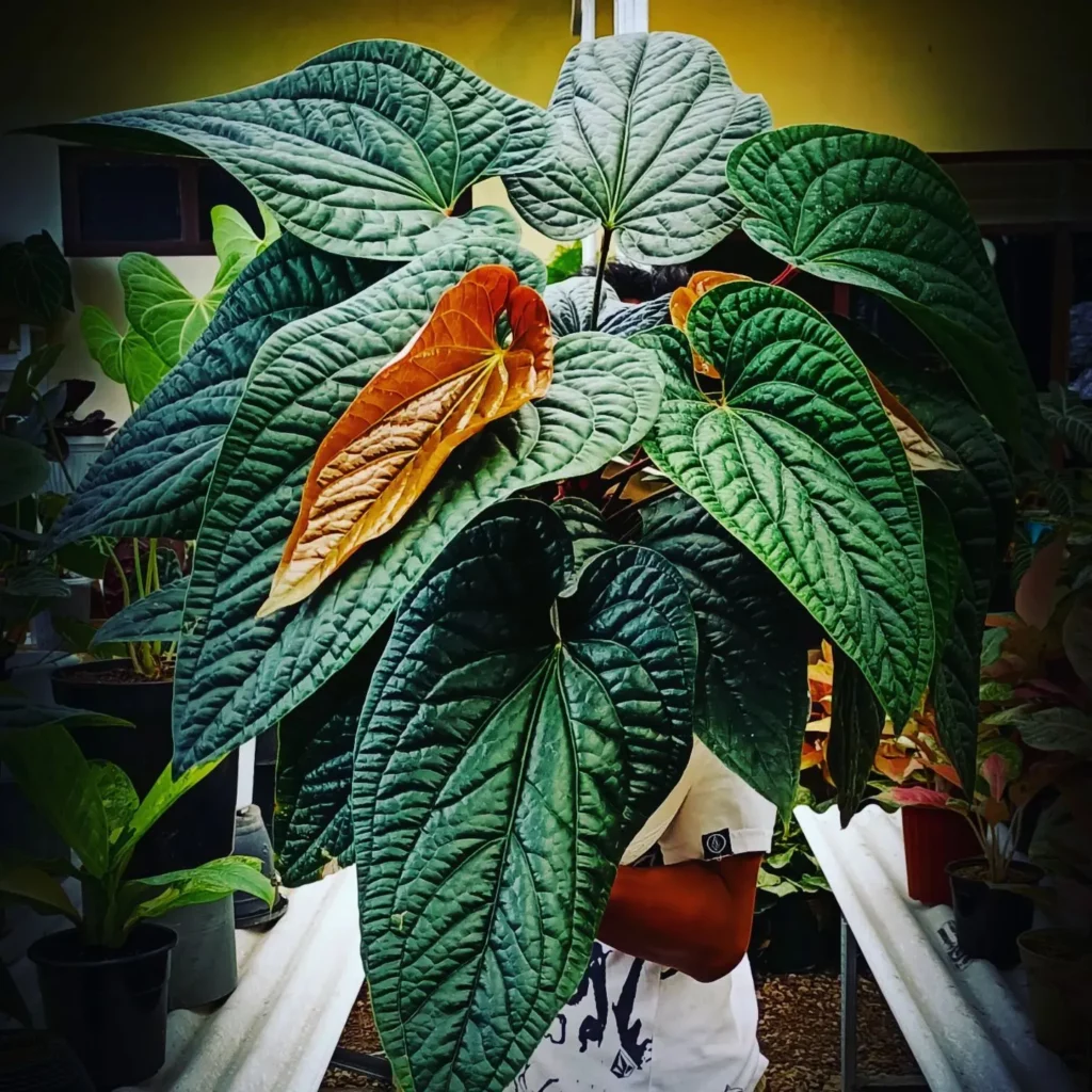 Man Carrying Eye Catching Anthurium Radicans Indoor Plant at Garden Area