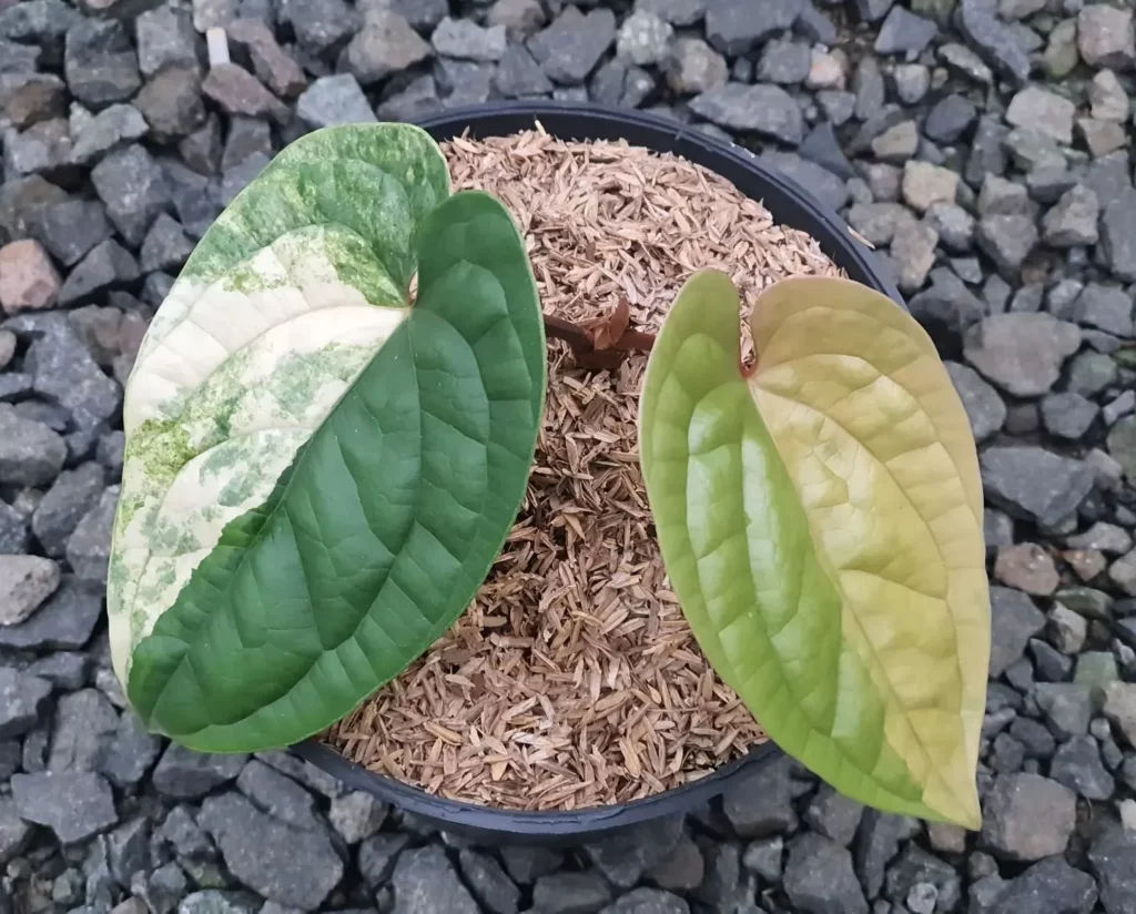 Top View of Anthurium Radicans Indoor Plant In Round Pot at Garden Ground