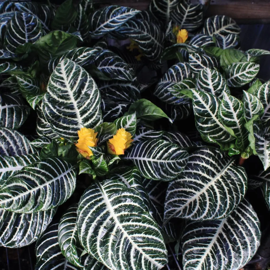 Top View of Zebra Plant (Haworthiopsis Attenuata) with Yellow Color Flowers