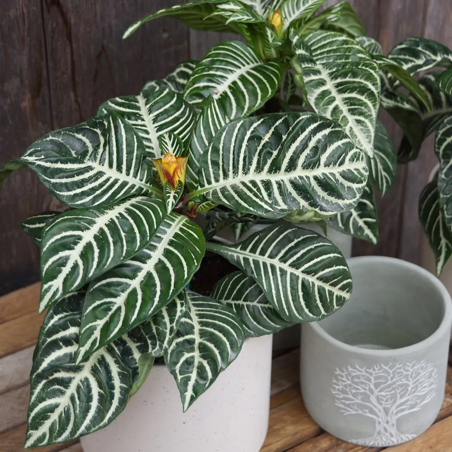 Zebra Plant In Round Pot On Wooden Floor at Home Garden Area