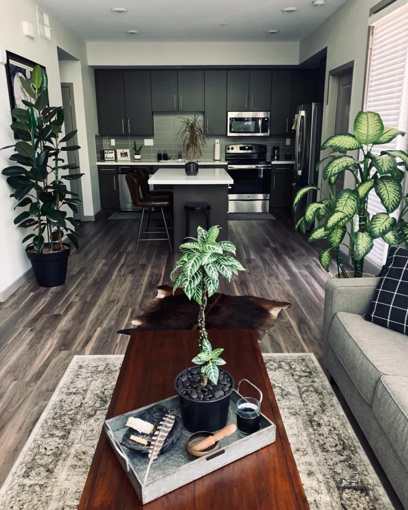 Zebra Plant (Haworthiopsis Attenuata) In Round Pot Displayed at Home Living Area