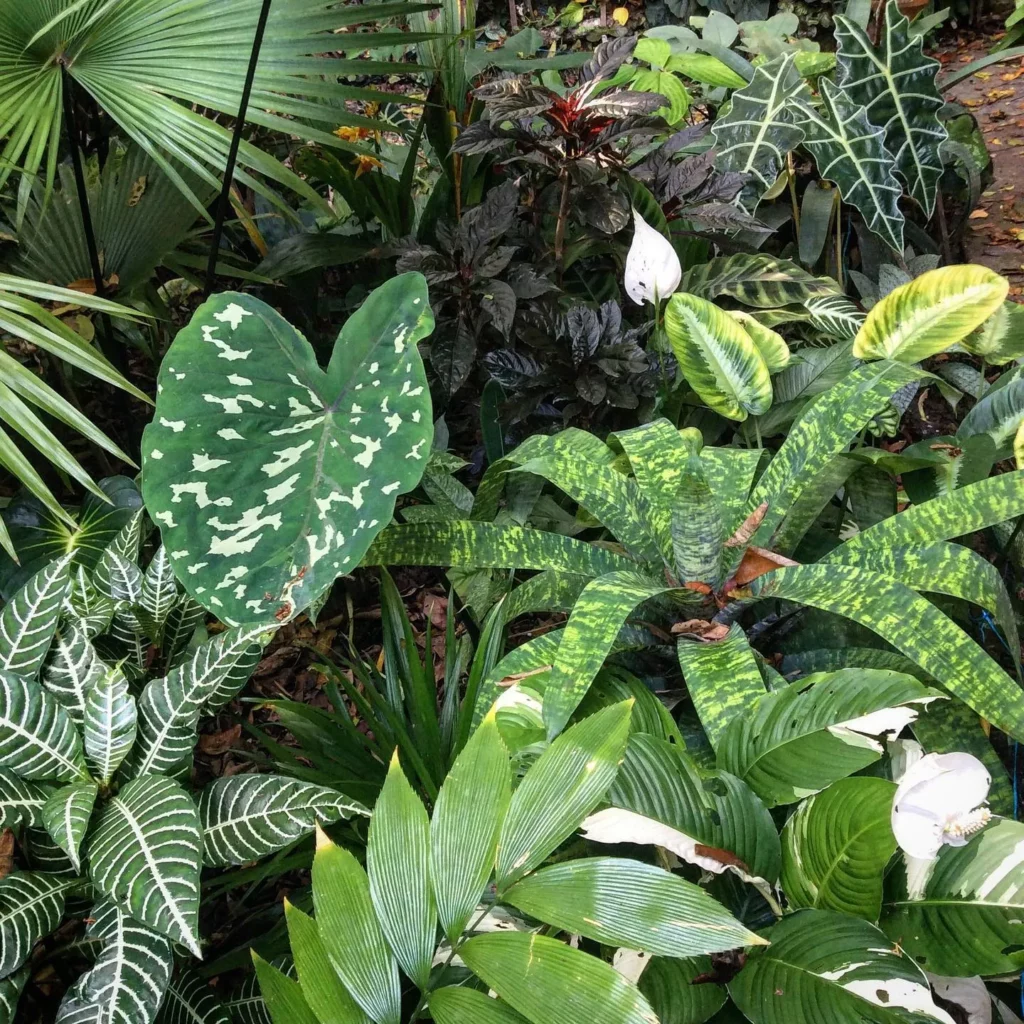 Zebra Plant (Haworthiopsis Attenuata) Displayed with Indoor Plants at Home Garden Area