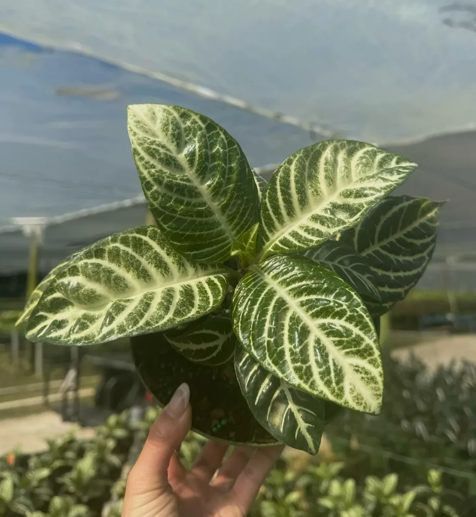 Zebra Plant (Haworthiopsis Attenuata) In Round Pot Held In Human Hand