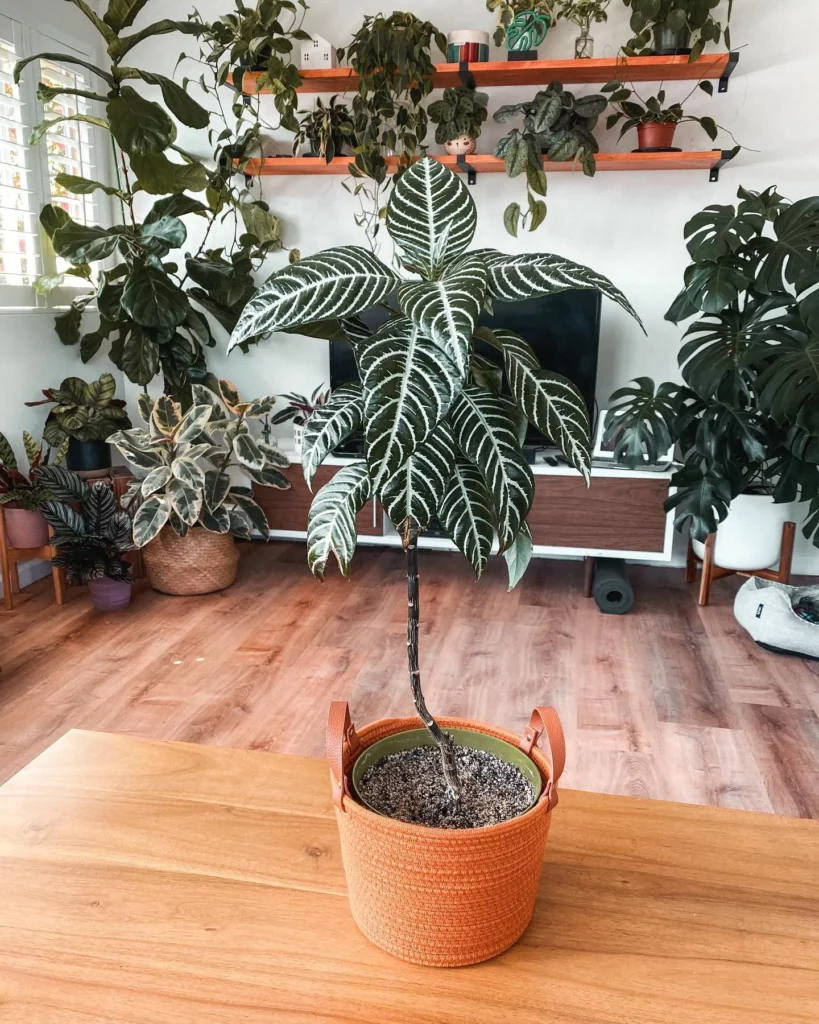 2.5 Feet Tall Zebra Plant (Haworthiopsis Attenuata) In Green Color Pot on Wooden Floor Displayed with Other Plants at Home Garden Area