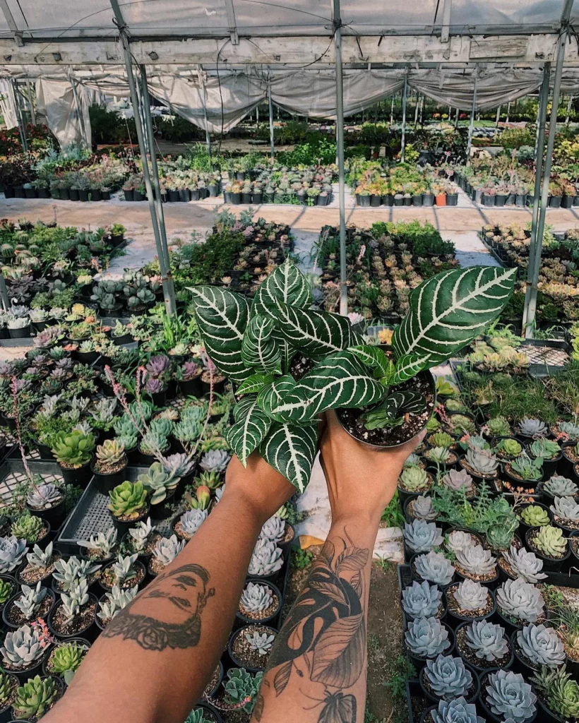 Zebra Plant (Haworthiopsis Attenuata) In Round Pot Held In Human Hand at Garden Area