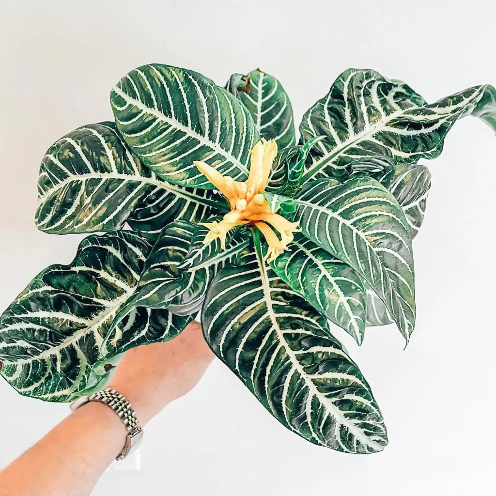 Top View of Blooming Zebra Plant (Haworthiopsis Attenuata)