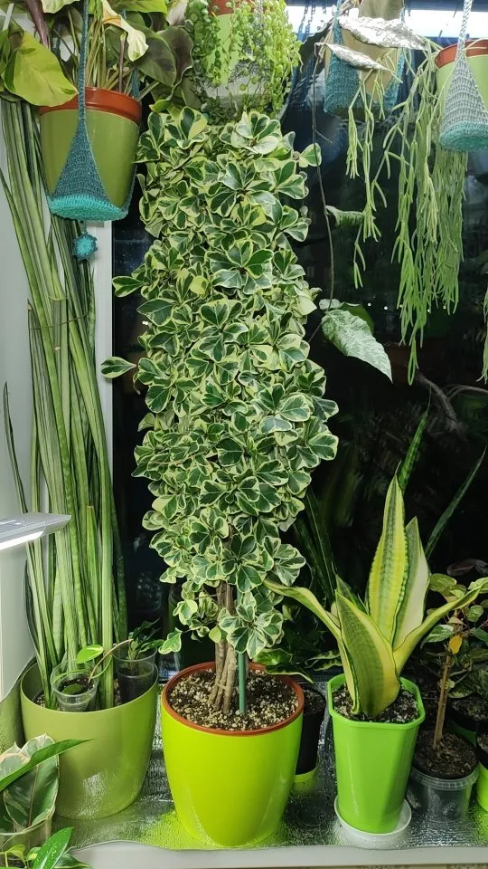 4 feet Tall Ficus Triangularis (‘Variegata’) Plant In Green Color Pot Displayed with Otjer Houseplants at Home Garden Area