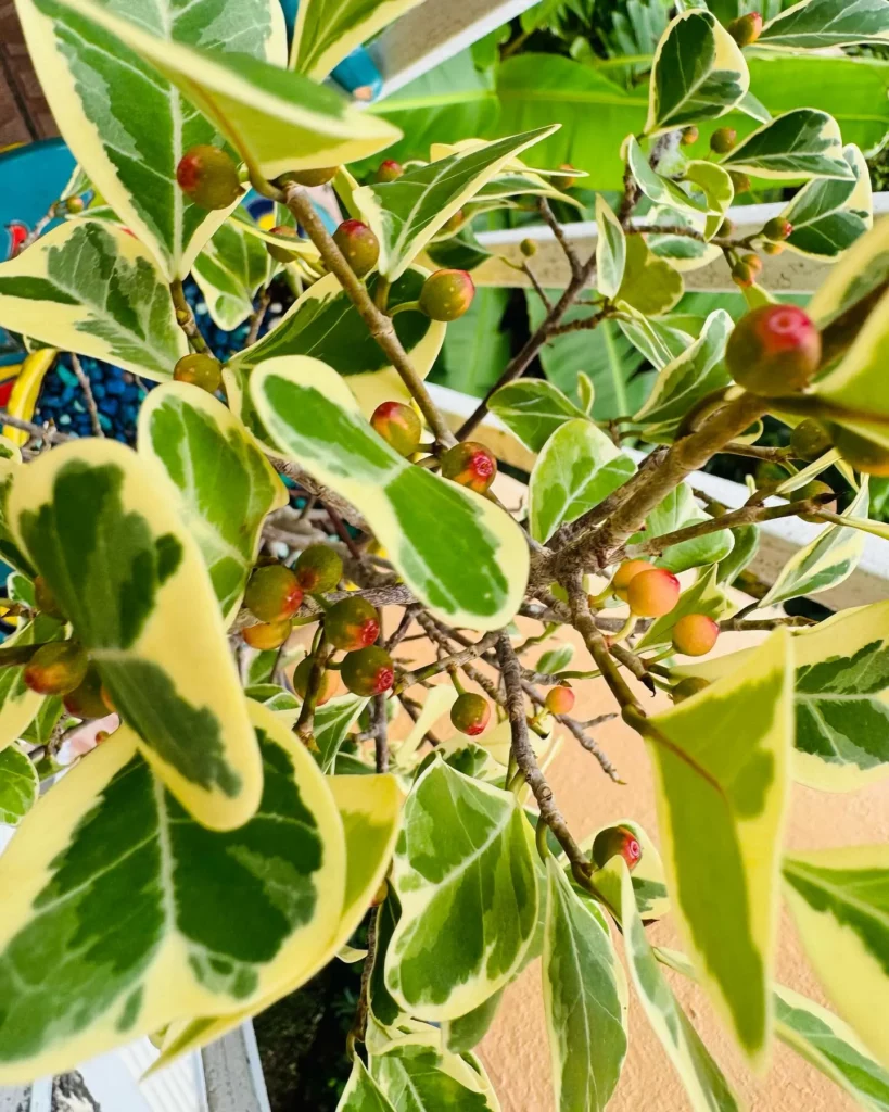Close up Photo of Ficus Triangularis (‘Variegata’) Plant Leaves