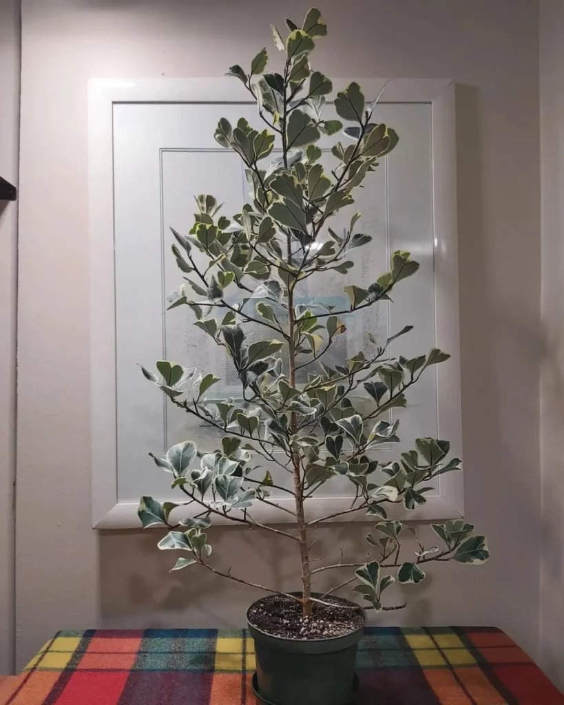 4.5 Feet Tall Ficus Triangularis (‘Variegata’) Plant In Round Pot with Drainage Tray at Home Living Area
