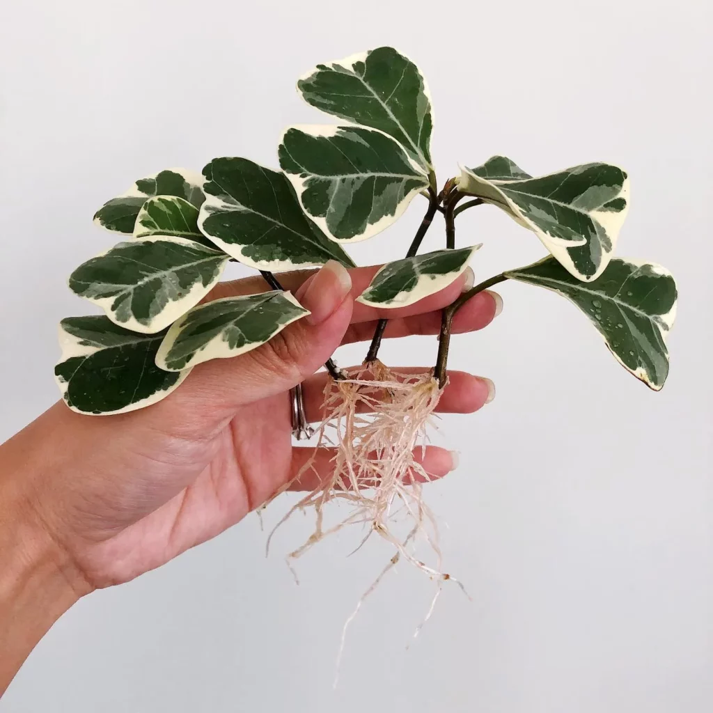 Full View of Ficus Triangularis (‘Variegata’) Plant From Top to Bottom Root Held In Human Hand While Repotting