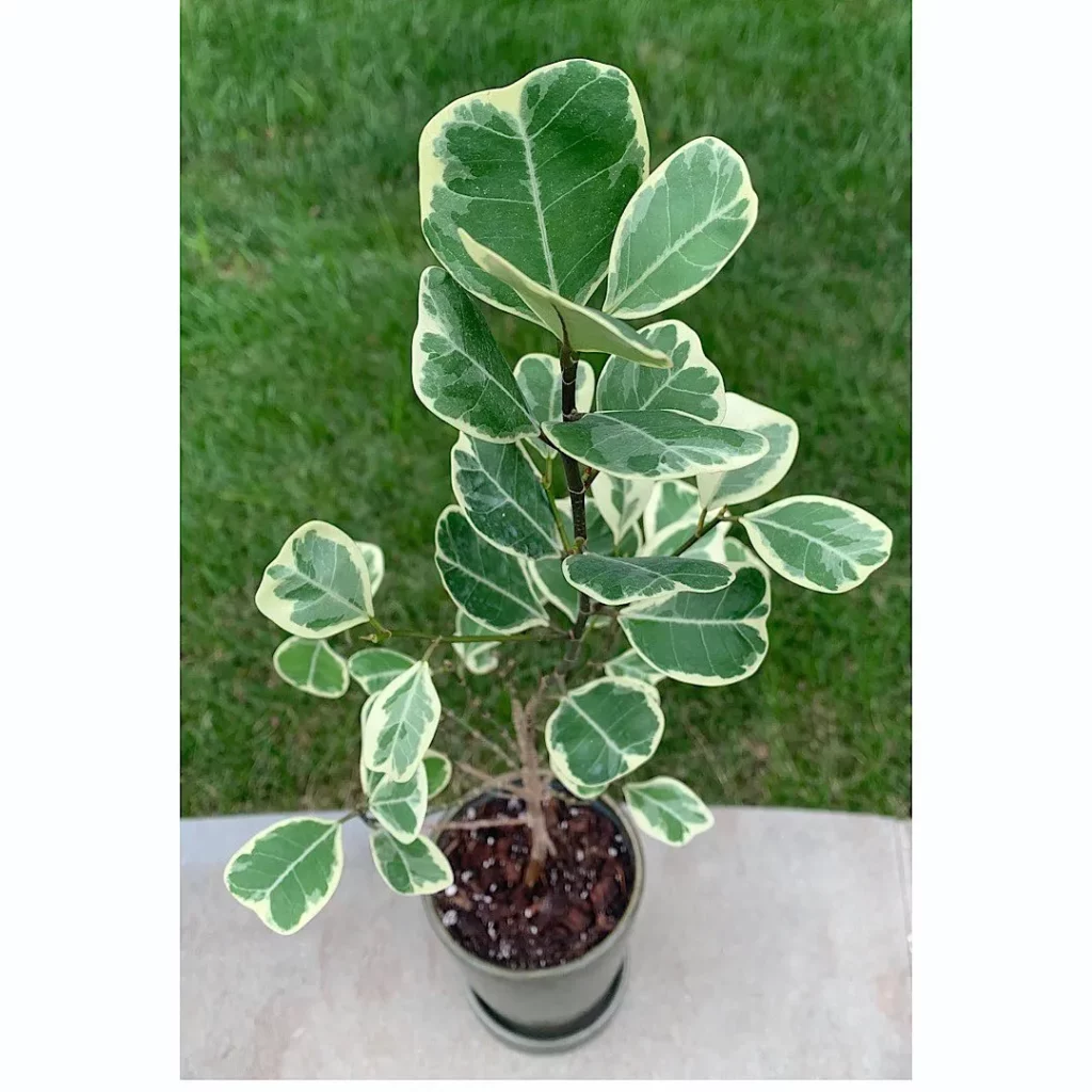 Close View of Ficus Triangularis (‘Variegata’) Plant In Round Pot with Drainage Tray at Home Garden Area