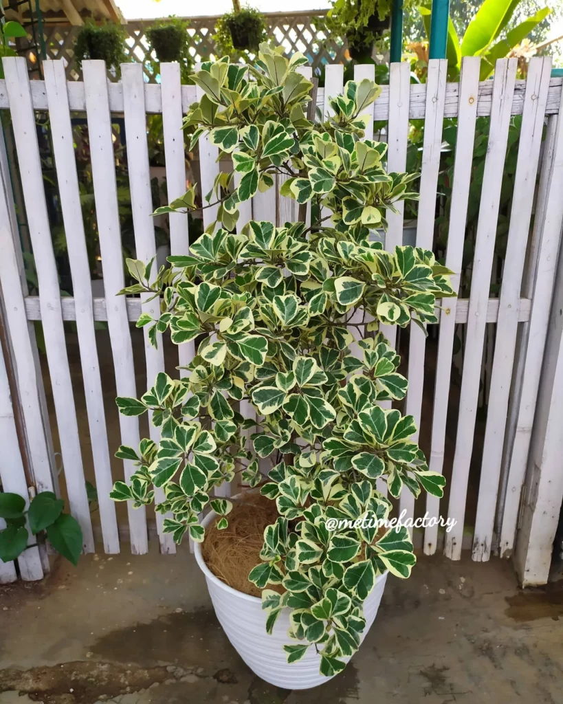 5 Feet Tall Ficus Triangularis (‘Variegata’) Plant In White Pot Displayed Near Wooden Fence at Garden Area