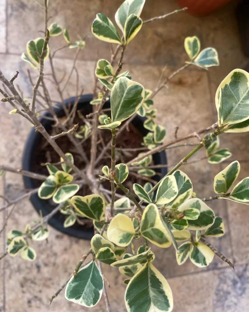 Top View of Ficus Triangularis (‘Variegata’) Plant In Round Pot