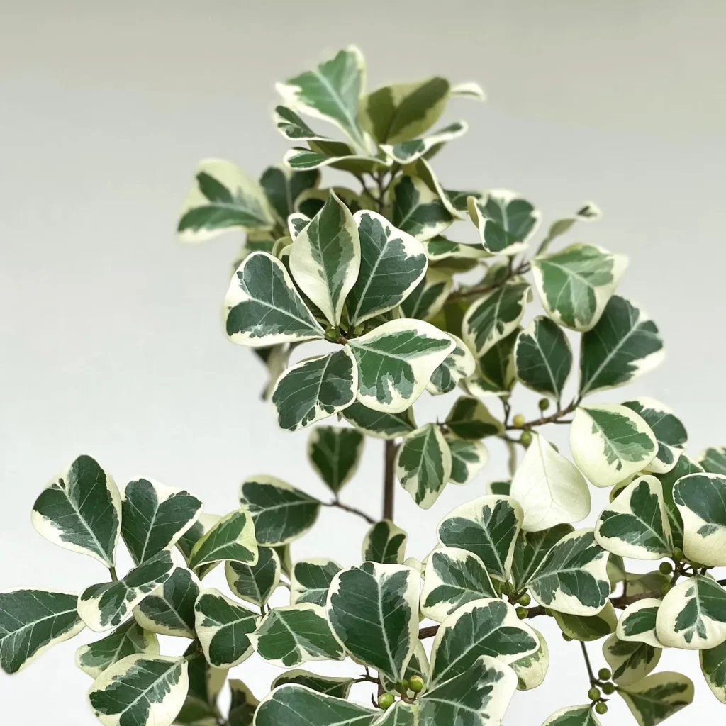 Close up Photo of Ficus Triangularis (‘Variegata’) Plant Leaves