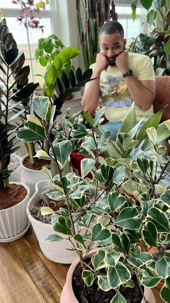 Ficus Triangularis (‘Variegata’) Plant In Ceramic Pots Displayed at Home Wooden Floor along with Other Houseplants and a Man Sitting on Chair Nearby