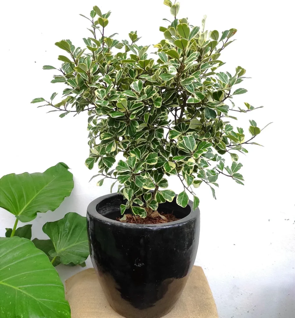 2 Feet Tall Ficus Triangularis (‘Variegata’) Plant In Ceramic Pot on Table at Garden Area