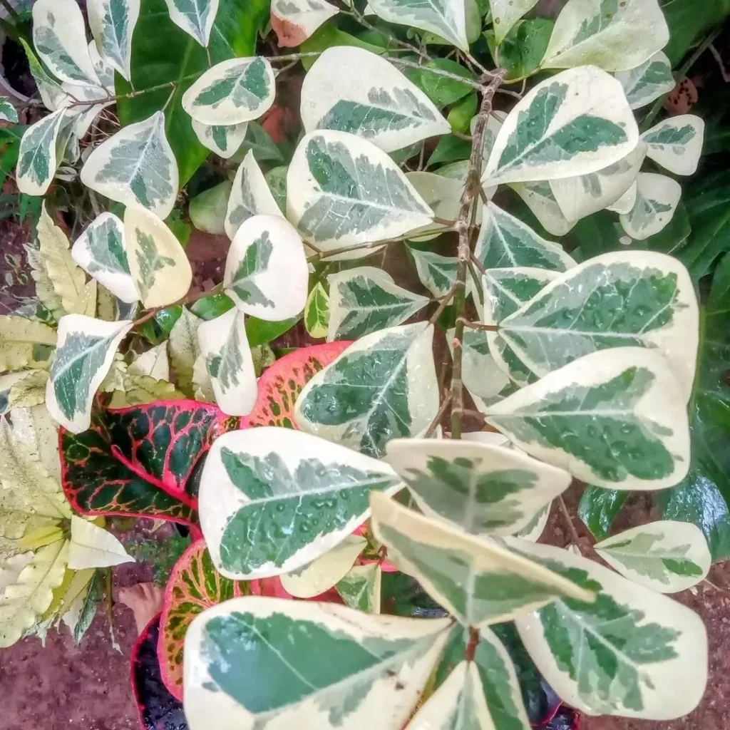 Top View of Ficus Triangularis (‘Variegata’) Plant with Striking Leaves at Garden Area