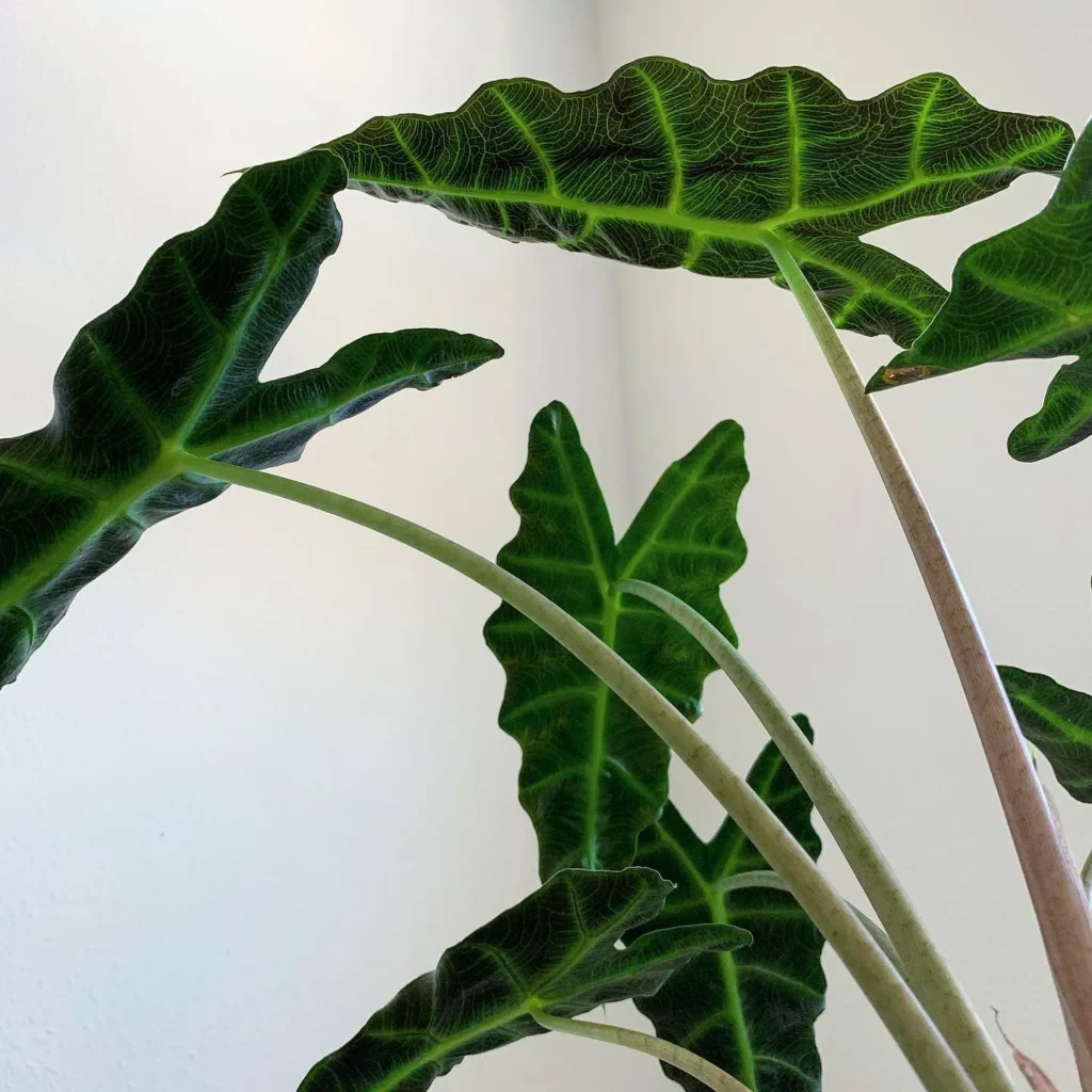 Close View of African Mask Plant Leaves