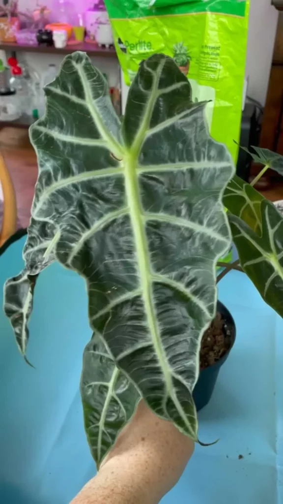 Close View of African Mask Plant with Big Leaf
