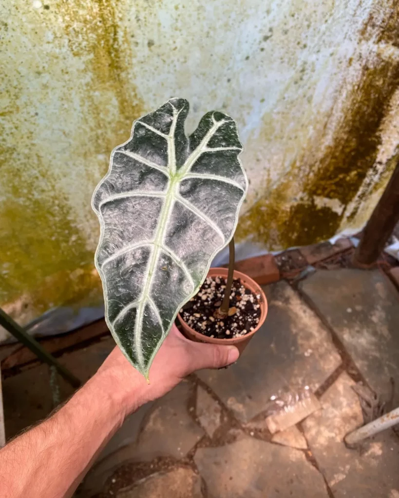 African Mask Plant In Round Pot Held In Human Hand at Garden Area
