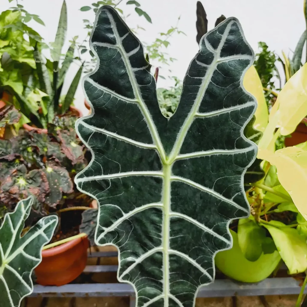 Close up Photo of African Mask Plant with Big Leaf