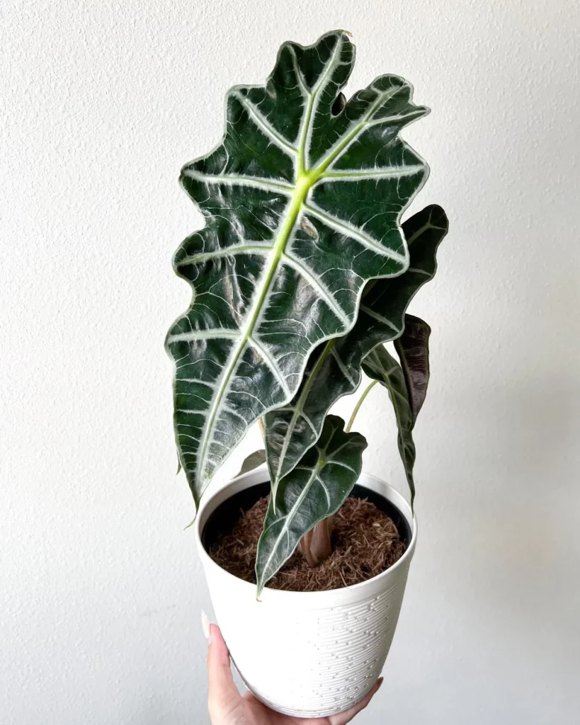 15" Tall African Mask Plant In White Pot Held In Human Hand
